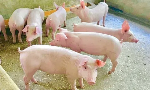 Giá heo hơi hôm nay 3/8/2026: Miền Bắc giữ đà giảm trong sáng đầu tuần