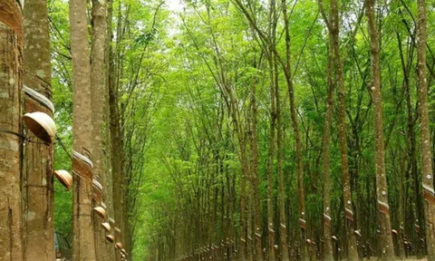 Giá cao su hôm nay 5/8/2026: Phục hồi trên các sàn quốc tế, trong nước ổn định