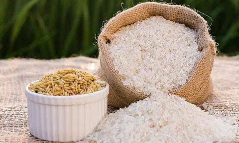 Giá lúa gạo hôm nay 4/8/2026: Giá gạo giá xuất khẩu Việt Nam tăng nhẹ