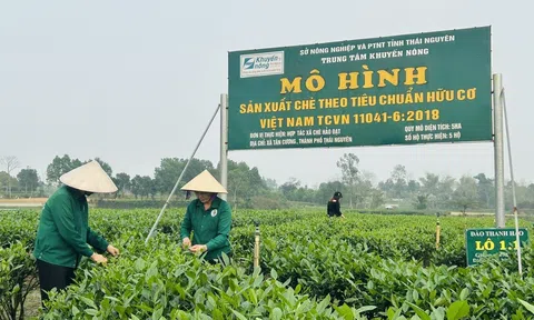 Quản lý mã vùng trồng - Giải pháp nâng cao hiệu quả nông sản sạch