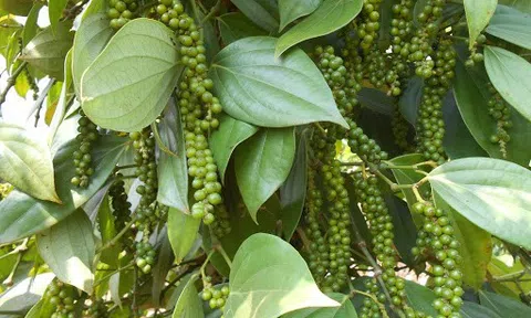 Giá tiêu hôm nay 6/8/2026: Hồ tiêu lặng sóng