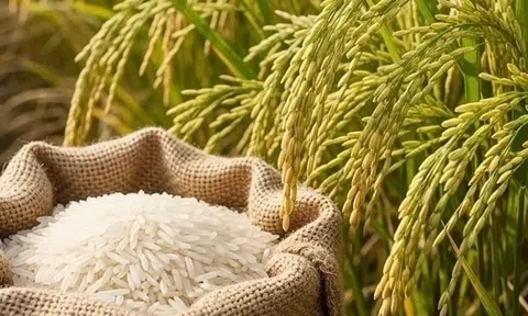 Giá lúa gạo hôm nay 6/8/2026:  Giá lúa tăng nhẹ