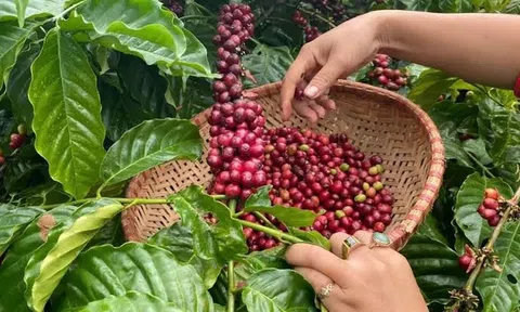 Giá cà phê hôm nay 6/8/2026: Nối dài chuỗi tăng, robusta lên gần 3.900 USD/tấn