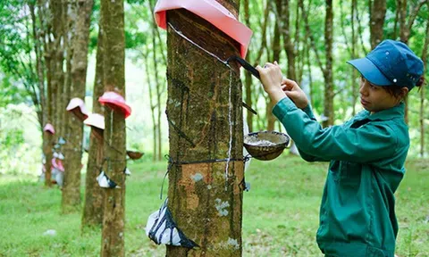 Giá cao su hôm nay 7/8/2026: Cao su thế giới diễn biến trái chiều