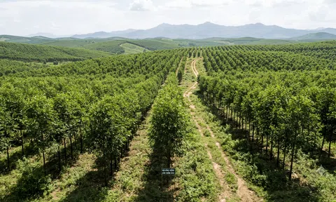 Khuyến khích liên kết rừng trồng từ 100 ha để cấp chung mã số