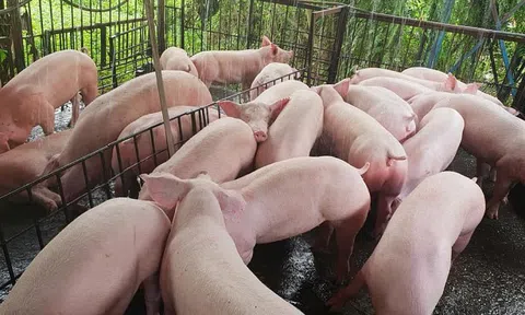 Giá heo hơi hôm nay 8/8/2026: Tiếp tục xu hướng giảm trên cả nước
