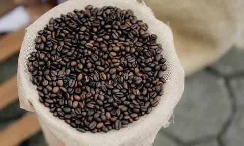 Giá cà phê hôm nay 8/8/2026: Giảm mạnh, rời mốc 98.000 đồng/kg