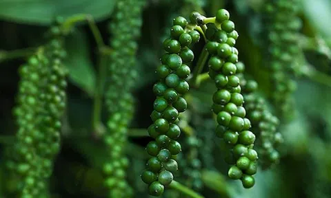 Giá tiêu hôm nay 8/8/2026: Nhập khẩu tăng 55%