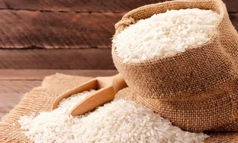 Giá lúa gạo hôm nay 11/8/2026: Duy trì ổn định