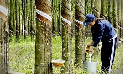 Giá cao su hôm nay 11/8/2028: Thế giới tiếp đà tăng
