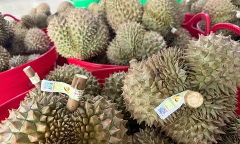 Giá sầu riêng hôm nay 11/8/2026: Thị trường biến động
