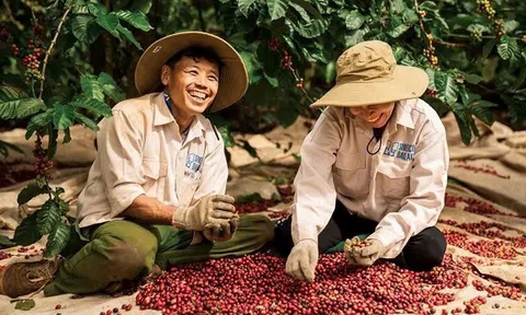 Giá cà phê hôm nay 12/8/2026: Cao nhất 98.000 đồng/kg