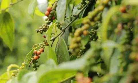Giá tiêu hôm nay 12/8/2026: Tăng trở lại