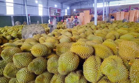 Giá sầu riêng hôm nay 12/8/2026: Phân hoá theo vùng
