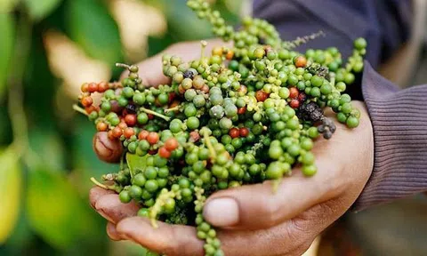 Giá tiêu hôm nay 13/8/2026: Thị trường dự báo ổn định trong ngắn hạn