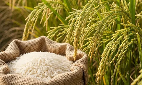 Giá lúa gạo hôm nay 14/8/2026: Giá gạo nguyên liệu tiếp tục khởi sắc