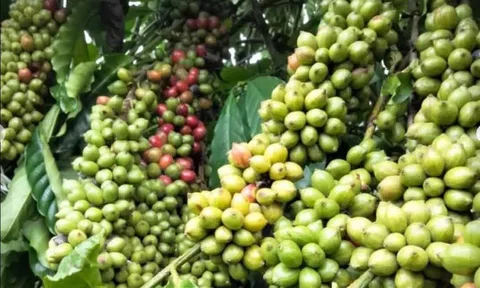 Giá cà phê hôm nay 14/8/2026: Hai sàn giảm mạnh, robusta mất hơn 100 USD/tấn