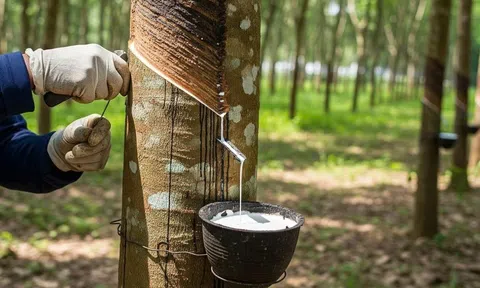 Giá cao su hôm nay 16/8/2026: Kết thúc tuần giao dịch nhiều biến động