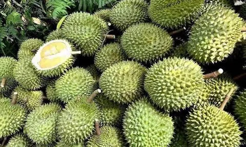 Giá sầu riêng hôm nay 16/8/2026: Tăng ở Đồng Nai, hàng đẹp vẫn giữ giá cao