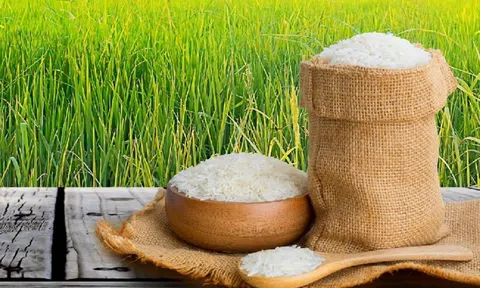 Giá lúa gạo hôm nay 17/8/2026: Giá lúa gạo trong nước ổn định