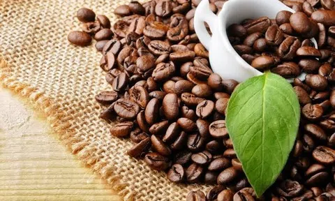 Giá cà phê hôm nay 17/8/2026: Rơi xuống đáy 3 tuần
