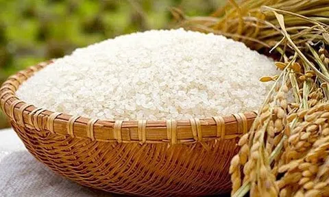 Giá lúa gạo hôm nay 18/8/2026: Giá gạo nguyên liệu quay đầu giảm