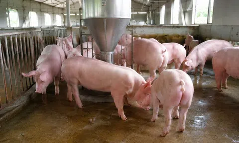 Giá heo hơi hôm nay 19/8/2026: Ba miền đồng loạt giảm, nhiều nơi xuống 55.000 đồng/kg