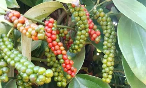 Giá tiêu hôm nay 19/8/2026: Thị trường ổn định