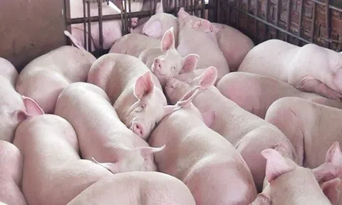 Giá heo hơi hôm nay 20/8/2026: Ba miền bất ngờ đảo chiều tăng