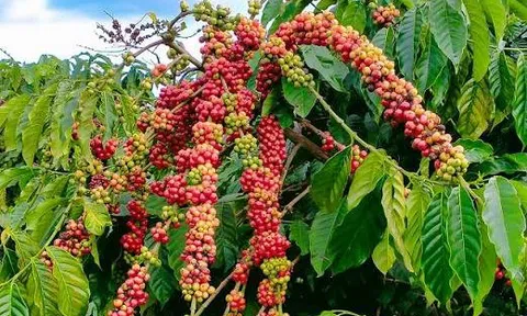 Giá cà phê hôm nay 20/8/2026: Áp sát 100.000 đồng/kg, thế giới bất ngờ giảm