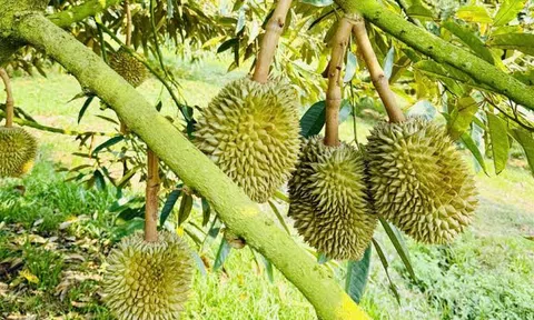 Giá sầu riêng hôm nay 20/8/2026: Giảm tại Gia Lai