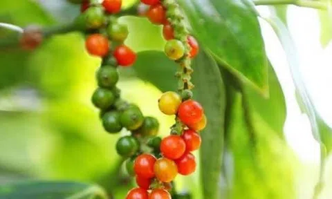 Giá tiêu hôm nay 20/8/2026: Ổn định