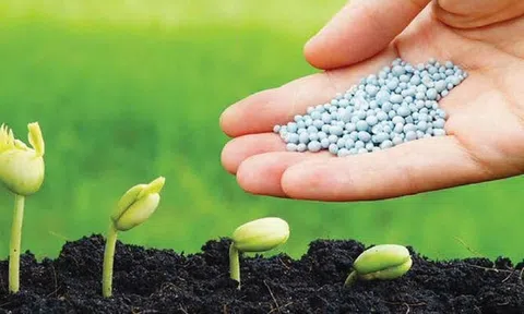 Xuất khẩu phân bón tháng 7 giảm mạnh