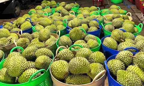 Giá sầu riêng hôm nay 22/8/2026: Thị trường giảm nhẹ, hàng đẹp vẫn giữ giá cao