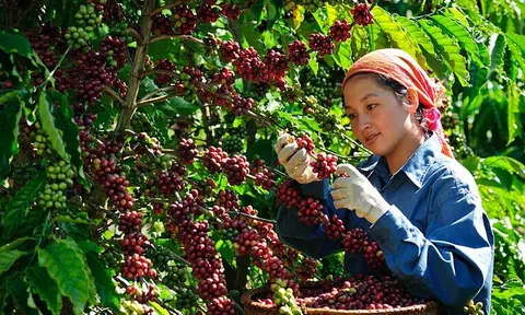Giá cà phê hôm nay 24/8/2026: El Niño làm gia tăng lo ngại về nguồn cung