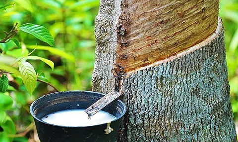Giá cao su hôm nay 24/8/2026: Tăng khi nguồn cung toàn cầu tiếp tục thiếu hụt