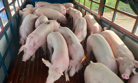 Giá heo hơi hôm nay 25/8/2026: Mốc 60.000 đồng/kg trở lại thị trường