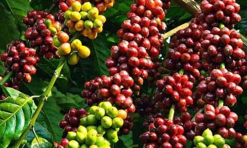 Giá cà phê hôm nay 25/8/2026: Đồng loạt tăng