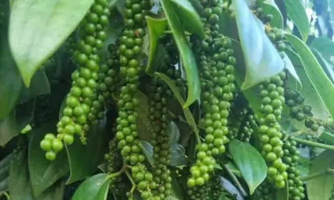 Giá tiêu hôm nay 25/8/2026: Ổn định