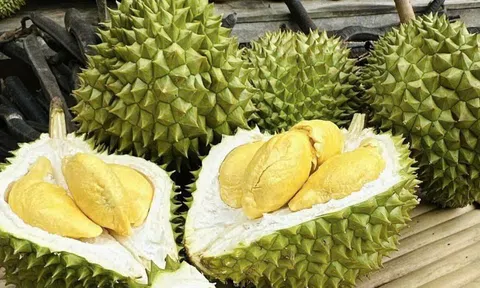 Giá sầu riêng hôm nay 25/8/2026: Tăng ở khu vực Đồng bằng sông Cửu Long