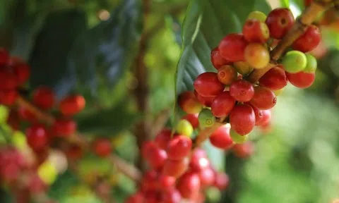 Giá cà phê hôm nay 26/8/2026: Tăng mạnh