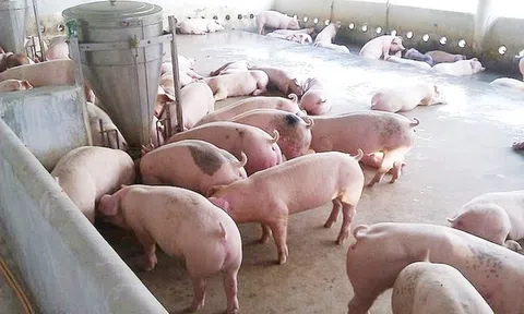 Giá heo hơi hôm nay 27/8/2026: Duy trì trong khoảng 57.000 - 60.000 đồng/kg