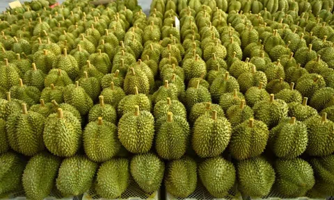 Giá sầu riêng hôm nay 27/8/2026: Sầu Thái ở Gia Lai tăng