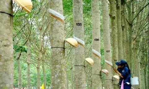 Giá cao su hôm nay 28/8/2026: Sắc xanh bao phủ sàn giao dịch châu Á