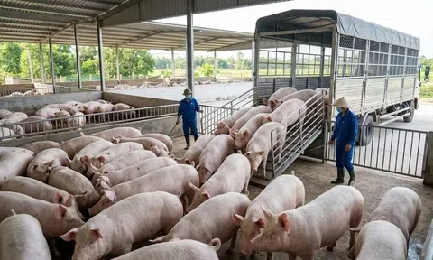 Giá heo hơi hôm nay 28/8/2026: Xuất hiện nhịp giảm tại miền Bắc