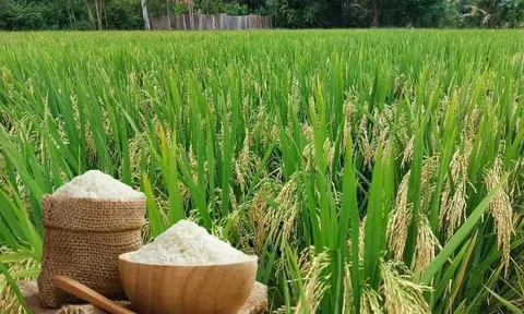 Giá lúa gạo hôm nay 28/8/2026: Giá gạo nguyên liệu giảm mạnh