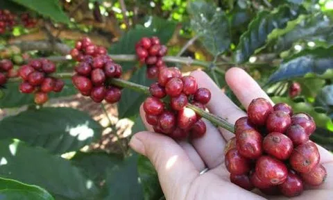 Giá cà phê hôm nay 28/8/2026: Robusta giảm xuống mức thấp nhất 2 tháng