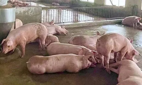 Giá heo hơi hôm nay 29/8/2026: Miền Bắc xuất hiện điểm giảm