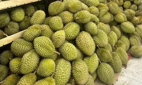 Giá sầu riêng hôm nay 29/8/2026: Sầu Thái loại A tiếp tục giữ giá cao