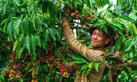 Giá cà phê hôm nay 30/8/2026: Biến động trái chiều